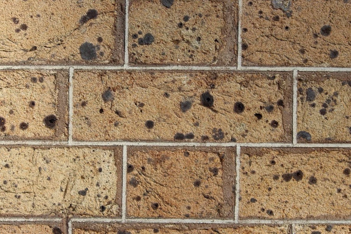 Close-up of white efflorescence on a damp concrete block foundation near grade