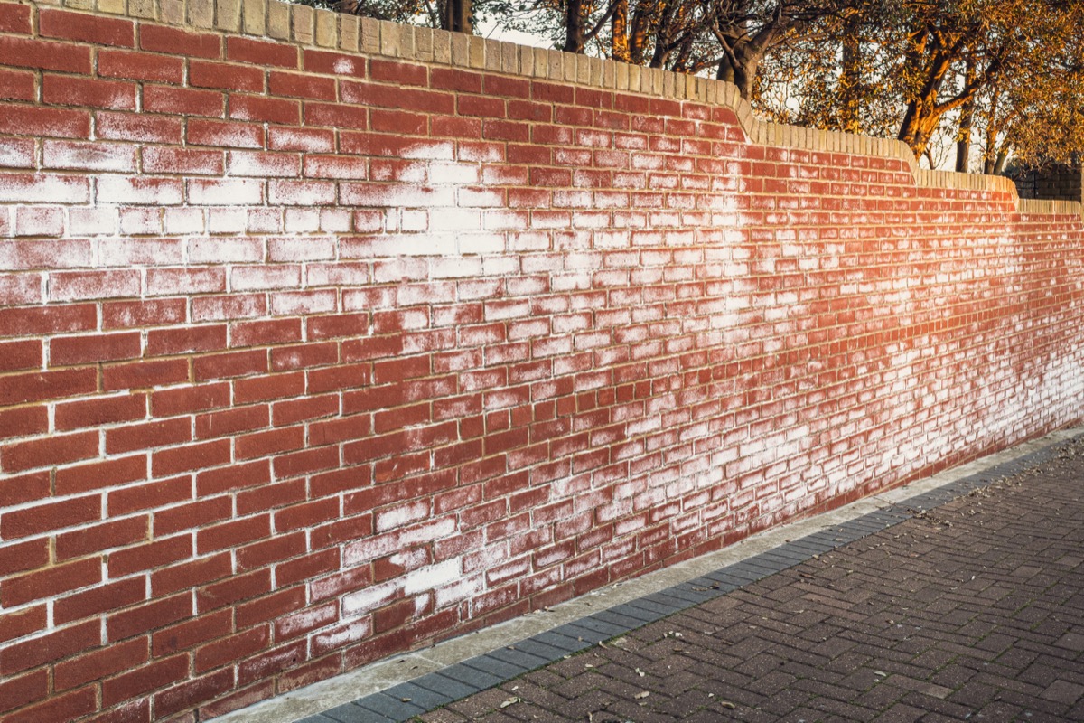 White efflorescence staining on a Baltimore brick wall from trapped moisture